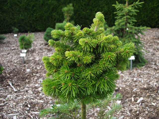 Abies sibirica 'Liptovsk Hrdok'